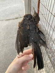Turdus merula aterrimus