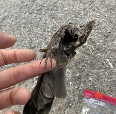 Turdus merula aterrimus