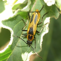 Chauliognathus scutellaris