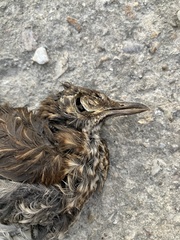 Turdus merula aterrimus