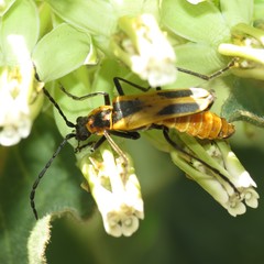 Chauliognathus scutellaris