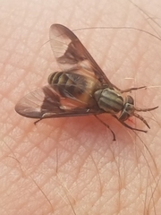 Chrysops flavidus