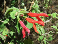 Salvia gesneriiflora
