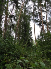 Abies sibirica