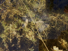 Utricularia australis