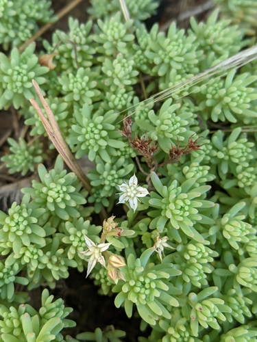 Sedum pallidum