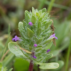 Pogogyne zizyphoroides