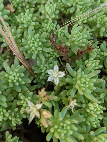 Sedum pallidum