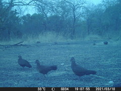 Ptilopachus petrosus