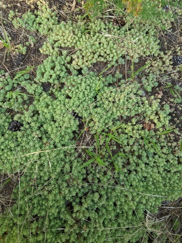 Sedum pallidum