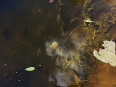 Utricularia australis