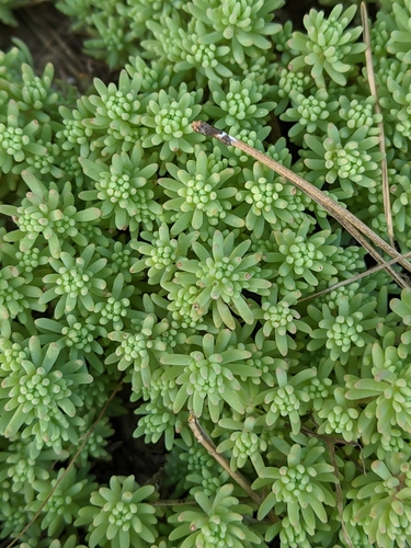 Sedum pallidum