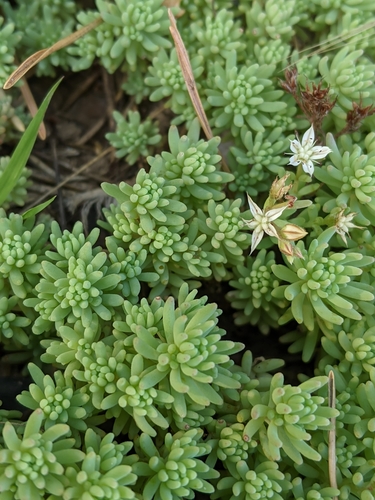 Sedum pallidum