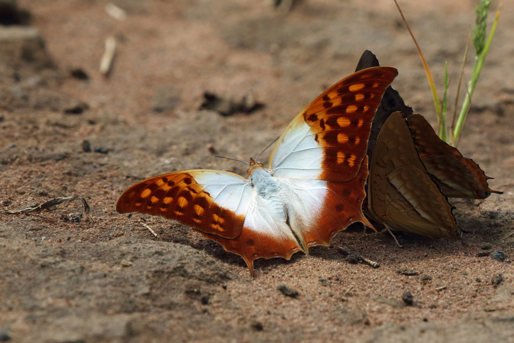 Common Pearl Charaxes