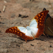 Pearl Charaxes - Photo (c) Nigel Voaden, some rights reserved (CC BY)