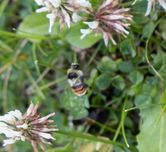 Bombus sylvicola