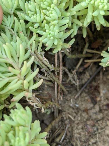 Sedum pallidum