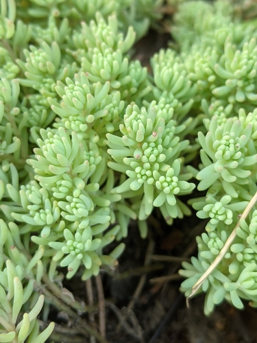 Sedum pallidum
