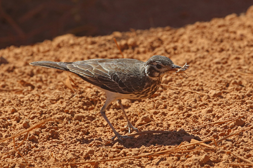Pinarocorys nigricans