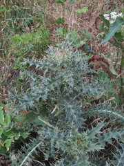 Cirsium cephalotes