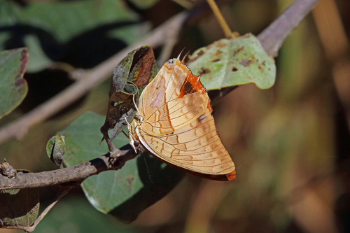 Charaxes macclounii