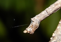 Cyphalonotus larvatus