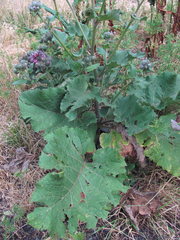 Arctium palladinii