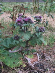 Arctium palladinii