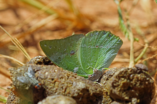 Charaxes dilutus