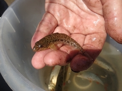 Neogobius fluviatilis