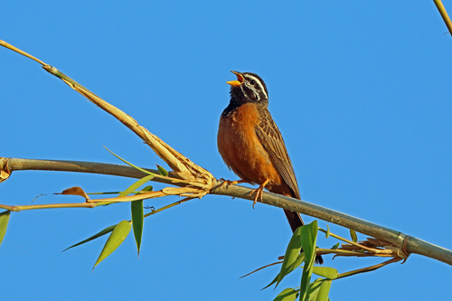 Emberiza tahapisi