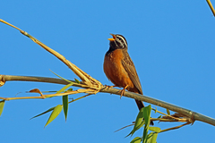 Cinnamon-Breasted Bunting photo 4