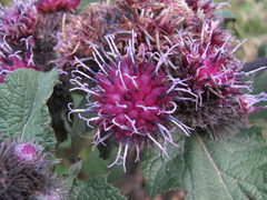 Arctium palladinii