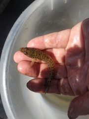 Neogobius fluviatilis