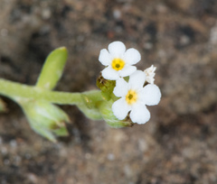 Plagiobothrys humistratus