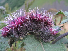 Arctium palladinii