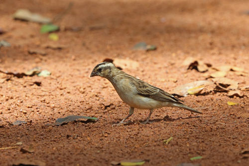 Vidua obtusa