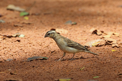 Broad-Tailed Paradise Whydah photo 3