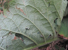Arctium palladinii