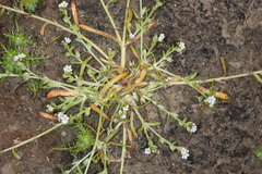 Plagiobothrys humistratus