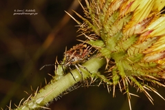 Agonoscelis versicoloratus