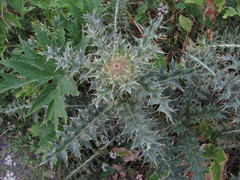 Cirsium cephalotes