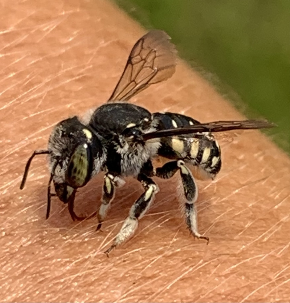Spot-fronted Wool-carder Bee