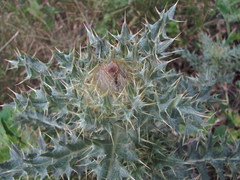 Cirsium cephalotes