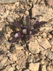 Pedicularis centranthera
