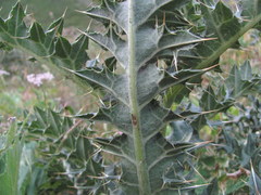 Cirsium cephalotes