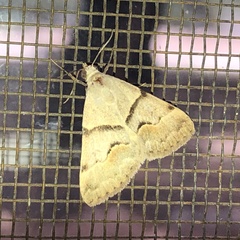 Hemeroplanis incusalis