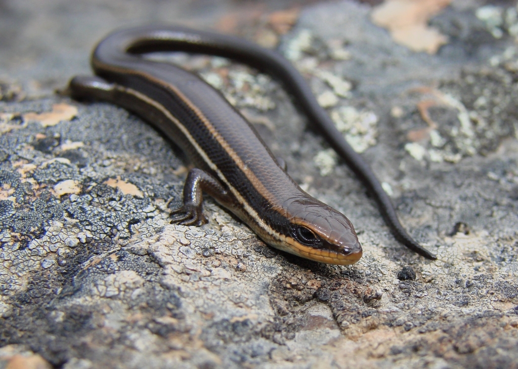 Cochabamba White-Lined Skink