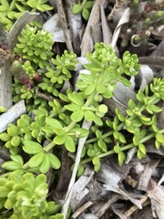Galium verrucosum