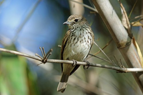 Myopornis boehmi